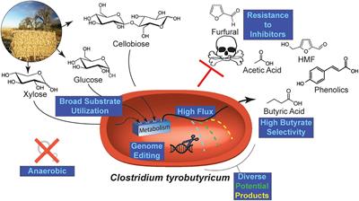 Development of Clostridium tyrobutyricum as a Microbial Cell Factory for the Production of Fuel and Chemical Intermediates From Lignocellulosic Feedstocks